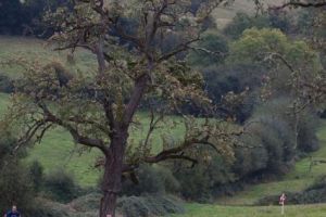 trail2016-229.jpg