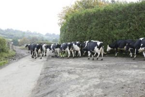 _MG_9133-le-trail-des-vaches-de-R-Dujardin-2-.jpg